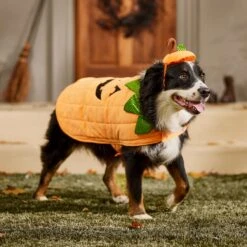 Frisco Pumpkin Dog & Cat Costume 18 Frisco Pumpkin Dog & Cat Costume -Frisco Shop 144446 PT7. AC SS1800 V1567180408