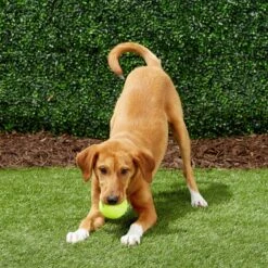 Frisco Fetch Squeaky Tennis Ball Dog Toy -Frisco Shop 152803 PT6. AC SS1800 V1691776652