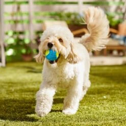 Frisco Fetch Squeaky Tennis Ball With Rubber Sleeve Dog Toy 14 Frisco Fetch Squeaky Tennis Ball With Rubber Sleeve Dog Toy -Frisco Shop 152844 PT6. AC SS1800 V1691776576