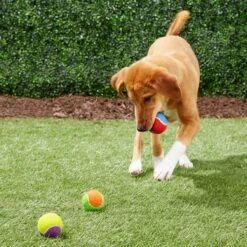 Frisco Fetch Squeaking Colorful Tennis Ball Dog Toy -Frisco Shop 152846 PT6. AC SS1800 V1691776651
