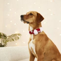 Frisco Jingle Bells Dog & Cat Holiday Collar With Bells, 1 Count 12 Frisco Jingle Bells Dog & Cat Holiday Collar With Bells, 1 Count -Frisco Shop 160063 PT4. AC SS1800 V1568814193
