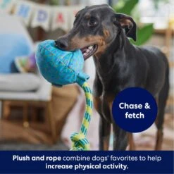 Frisco Birthday Balloon Plush With Rope Squeaky Dog Toy 10 Frisco Birthday Balloon Plush With Rope Squeaky Dog Toy -Frisco Shop 177807 PT3. AC SS1800 V1695241973