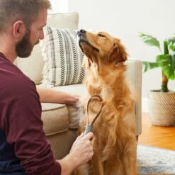 Frisco Shedding Blade Dog Brush, One Size -Frisco Shop 206895 PT7. AC SS1800 V1680186159