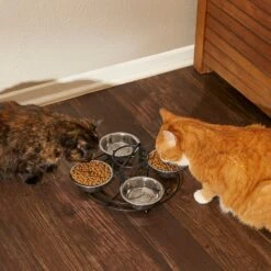 Frisco Multi Pet Feeding 4-Bowls Stainless Steel Dog & Cat Bowls, 0.5 Cup 15 Frisco Multi Pet Feeding 4-Bowls Stainless Steel Dog & Cat Bowls, 0.5 Cup -Frisco Shop 213787 PT6. AC SS1800 V1599091021