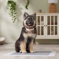 Frisco Extra Large Charcoal Dog Training & Potty Pads -Frisco Shop 227460 PT6. AC SS1800 V1674665620