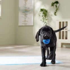 Frisco Premium Extra Large Printed Dog Training & Potty Pads -Frisco Shop 227468 PT6. AC SS1800 V1674666681