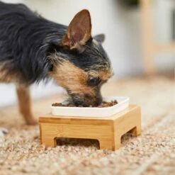 Frisco Square Melamine Dog & Cat Bowl With Bamboo Stand 15 Frisco Square Melamine Dog & Cat Bowl With Bamboo Stand -Frisco Shop 232072 PT8. AC SS1800 V1605746845