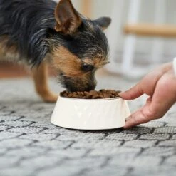 Frisco Hammered Melamine Stainless Steel Dog Bowl -Frisco Shop 232083 PT7. AC SS1800 V1692989464