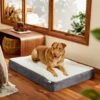 Frisco Orthopedic Pillow Cat & Dog Bed -Frisco Shop 235036 MAIN. AC SS1800 V1602690401