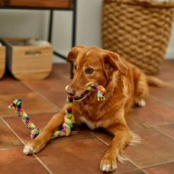 Frisco 4-Knot Tri-Color Rope Dog Toy 7 Frisco 4-Knot Tri-Color Rope Dog Toy -Frisco Shop 242139 PT2. AC SS1800 V1605208764