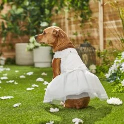 Frisco Formal Dog Wedding Dress -Frisco Shop 248743 PT7. AC SS1800 V1614118361