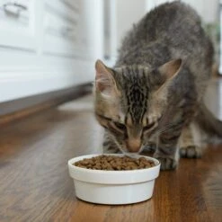 Frisco Gold Trim Melamine Dog & Cat Bowl 13 Frisco Gold Trim Melamine Dog & Cat Bowl -Frisco Shop 253062 PT2. AC SS1800 V1616595766