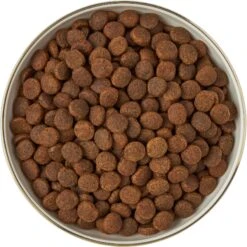 Frisco Gold Trim Melamine Dog & Cat Bowl 16 Frisco Gold Trim Melamine Dog & Cat Bowl -Frisco Shop 253062 PT5. AC SS1800 V1616595396