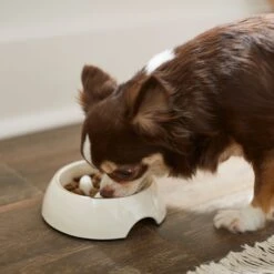 Frisco Melamine Slow Feed Dog & Cat Bowl With Gold Trim 12 Frisco Melamine Slow Feed Dog & Cat Bowl With Gold Trim -Frisco Shop 253066 PT2. AC SS1800 V1616597844