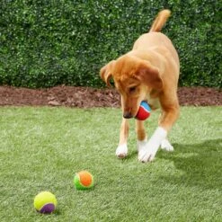 Frisco Fetch Squeaking Colorful Tennis Ball Dog Toy & True Acre Foods Salmon Recipe Mini-Training Rewards Grain-Free Soft & Chewy Dog Treats -Frisco Shop 255469 PT2. AC SS1800 V1602691284