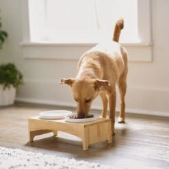 Frisco Ceramic Dog & Cat Double Diner With Elevated Wood Stand 10 Frisco Ceramic Dog & Cat Double Diner With Elevated Wood Stand -Frisco Shop 256052 PT2. AC SS1800 V1615311142