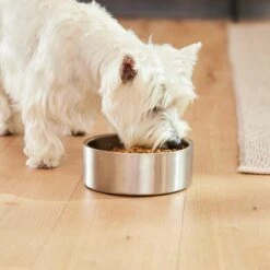 Frisco Insulated Non-Skid Flair Stainless Steel Dog & Cat Bowl -Frisco Shop 261753 PT8. AC SS1800 V1623937545