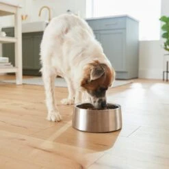 Frisco Insulated Non-Skid Stainless Steel Dog & Cat Bowl 17 Frisco Insulated Non-Skid Stainless Steel Dog & Cat Bowl -Frisco Shop 261757 PT8. AC SS1800 V1623937364