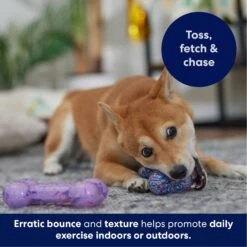 Frisco Birthday TPR Fetch Bone Squeaky Dog Toy -Frisco Shop 264422 PT4. AC SS1800 V1695760988
