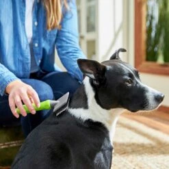 Frisco Soft Slicker Dog Brush, One Size & Frisco Deshedding Dog & Cat Brush 12 Frisco Soft Slicker Dog Brush, One Size & Frisco Deshedding Dog & Cat Brush -Frisco Shop 276229 PT3. AC SS1800 V1616194590