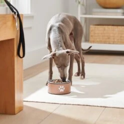 Frisco Paw Print Non-Skid Stainless Steel Dog & Cat Bowl 11 Frisco Paw Print Non-Skid Stainless Steel Dog & Cat Bowl -Frisco Shop 277546 PT2. AC SS1800 V1630346697