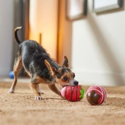 Frisco Valentine Chocolate Covered Strawberries Latex Squeaky Dog Toy 8 Frisco Valentine Chocolate Covered Strawberries Latex Squeaky Dog Toy -Frisco Shop 298923 PT3. AC SS1800 V1701365172