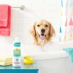 Frisco Aloe Hydrating Dog & Cat Spray, Sweet Nectar Scent & Frisco Oatmeal Dog & Cat Shampoo, Almond Scent 18 Frisco Aloe Hydrating Dog & Cat Spray, Sweet Nectar Scent & Frisco Oatmeal Dog & Cat Shampoo, Almond Scent -Frisco Shop 303372 PT7. AC SS1800 V1623066760
