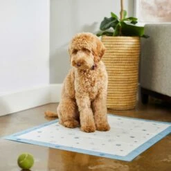 Frisco Fold & Carry Single Door Collapsible Wire Dog Crate & Frisco Premium Extra Large Printed Dog Training & Potty Pads 19 Frisco Fold & Carry Single Door Collapsible Wire Dog Crate & Frisco Premium Extra Large Printed Dog Training & Potty Pads -Frisco Shop 303438 PT8. AC SS1800 V1623051743