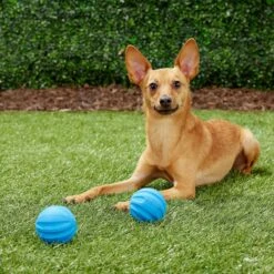 Frisco Neoprene Dog Life Jacket & Frisco Foam Rubber Floating Fetch Ball No Squeak Dog Toy 17 Frisco Neoprene Dog Life Jacket & Frisco Foam Rubber Floating Fetch Ball No Squeak Dog Toy -Frisco Shop 303480 PT7. AC SS1800 V1623064950