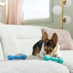 Frisco Easter TPR Bone Squeaky Dog Toy, Medium/Large, 2 Count -Frisco Shop 304966 PT4. AC SS1800 V1670608502