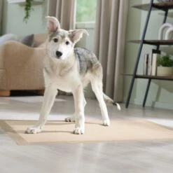 Frisco Giant Eco-Conscious Dog Training & Potty Pads 17 Frisco Giant Eco-Conscious Dog Training & Potty Pads -Frisco Shop 309794 PT6. AC SS1800 V1674666971