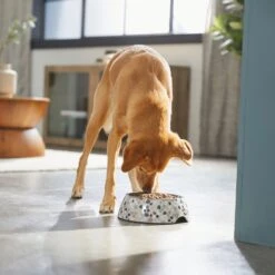 Frisco Terrazzo Design Stainless Steel Dog & Cat Bowl 11 Frisco Terrazzo Design Stainless Steel Dog & Cat Bowl -Frisco Shop 311957 PT2. AC SS1800 V1642535493