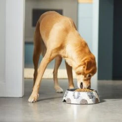 Frisco Animal Design Stainless Steel Dog & Cat Bowl 12 Frisco Animal Design Stainless Steel Dog & Cat Bowl -Frisco Shop 311960 PT2. AC SS1800 V1642542990