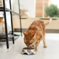 Frisco Animal Design Stainless Steel Dog & Cat Bowl 13 Frisco Animal Design Stainless Steel Dog & Cat Bowl -Frisco Shop 311960 PT3. AC SS1800 V1642542415