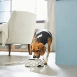 Frisco Moroccan Design Stainless Steel Dog & Cat Bowl 12 Frisco Moroccan Design Stainless Steel Dog & Cat Bowl -Frisco Shop 311963 PT2. AC SS1800 V1642542922