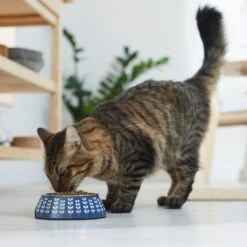 Frisco Leaf Design Stainless Steel Dog & Cat Bowl 13 Frisco Leaf Design Stainless Steel Dog & Cat Bowl -Frisco Shop 311980 PT3. AC SS1800 V1642542556