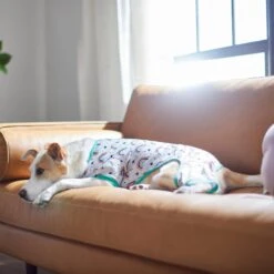 Frisco Rainbow Dog & Cat PJs 11 Frisco Rainbow Dog & Cat PJs -Frisco Shop 312283 PT8. AC SS1800 V1644879887