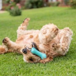 Frisco Fetch Squeaking Colorful Tennis Ball Dog Toy & Playology Scented Dual Layer Bone Dog Toy 17 Frisco Fetch Squeaking Colorful Tennis Ball Dog Toy & Playology Scented Dual Layer Bone Dog Toy -Frisco Shop 319022 PT6. AC SS1800 V1630561003