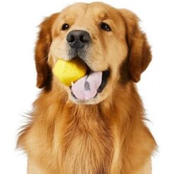 Frisco Fetch Squeaking Colorful Tennis Ball Dog Toy & Project Hive Pet Company Ball Dog Toy 16 Frisco Fetch Squeaking Colorful Tennis Ball Dog Toy & Project Hive Pet Company Ball Dog Toy -Frisco Shop 319024 PT5. AC SS1800 V1630560973