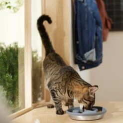 Frisco Silicone Stainless Paw Steel Slow Feeder Dog & Cat Bowl 12 Frisco Silicone Stainless Paw Steel Slow Feeder Dog & Cat Bowl -Frisco Shop 331528 PT3. AC SS1800 V1657656874