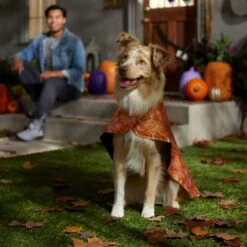 Frisco Spider Webbed Dog & Cat Costume Cape 12 Frisco Spider Webbed Dog & Cat Costume Cape -Frisco Shop 334972 PT6. AC SS1800 V1657729812