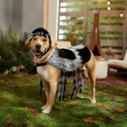 Frisco Spider Dog & Cat Costume 14 Frisco Spider Dog & Cat Costume -Frisco Shop 335017 PT7. AC SS1800 V1657834853
