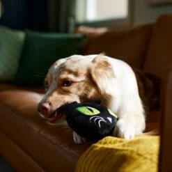 Frisco Halloween Black Cat Round Plush Squeaky Dog Toy 9 Frisco Halloween Black Cat Round Plush Squeaky Dog Toy -Frisco Shop 344039 PT3. AC SS1800 V1657657031