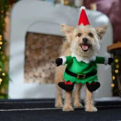 Frisco Front Walking Elf Dog & Cat Costume -Frisco Shop 357956 PT7. AC SS1800 V1661799329