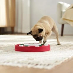 Frisco Bento Interactive Puzzle Dog Toy, Moderate 14 Frisco Bento Interactive Puzzle Dog Toy, Moderate -Frisco Shop 506226 PT5. AC SS1800 V1674664929