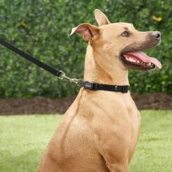 Frisco Solid Nylon Dog Leash + 4 Items -Frisco Shop 623766 PT4. AC SS1800 V1662743050