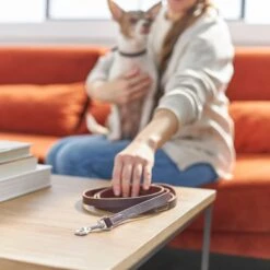 Frisco Top Grain Leather Leash + 4 Items 15 Frisco Top Grain Leather Leash + 4 Items -Frisco Shop 630958 PT4. AC SS1800 V1662742186