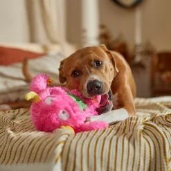 Frisco Halloween Zany Monster Muscle Plush Squeaky Dog Toy 10 Frisco Halloween Zany Monster Muscle Plush Squeaky Dog Toy -Frisco Shop 668166 PT3. AC SS1800 V1689271301