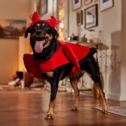 Frisco My Little Devil Dog & Cat Costume Accessory 16 Frisco My Little Devil Dog & Cat Costume Accessory -Frisco Shop 706622 PT7. AC SS1800 V1689342200