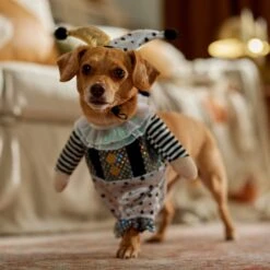 Frisco Front Walking Glitter Clown Dog & Cat Costume 18 Frisco Front Walking Glitter Clown Dog & Cat Costume -Frisco Shop 707542 PT7. AC SS1800 V1689278717